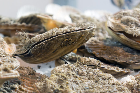 Vereinigtes Königreich, England, London, Southwark, Jakobsmuscheln, Pecten maximus at Borough Market, lizenzfreies Stockfoto