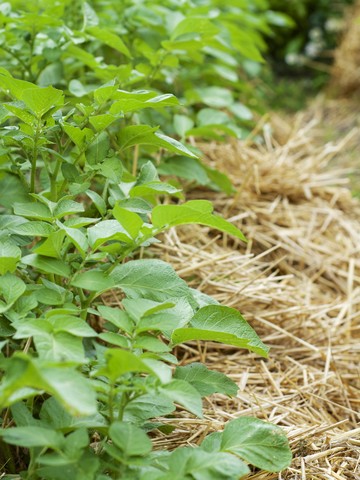 Germany, Row of potato plants, Solanum tuberosum, with straw mulch stock photo