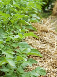 Deutschland, Reihe von Kartoffelpflanzen, Solanum tuberosum, mit Strohmulch - HAWF000364