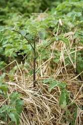 Deutschland, Kartoffelpflanzen, Solanum tuberosum, mit Strohmulch - HAWF000365