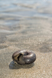 Neuseeland, Südinsel, Tasman, Kahurangi Point, fleischfressende Bernsteinschnecke am Strand - SHF001508