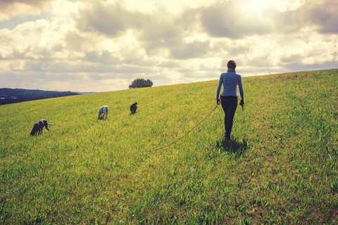 Deutschland, Nordrhein-Westfalen, Rhein-Sieg-Kreis, Bergisches Land, Junge Frau mit drei Hunden, lizenzfreies Stockfoto