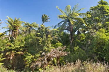 Neuseeland, Südinsel, Tasman, Kahurangi Point, einheimischer Busch mit Farnbäumen und Nikau-Palmen - SHF001521