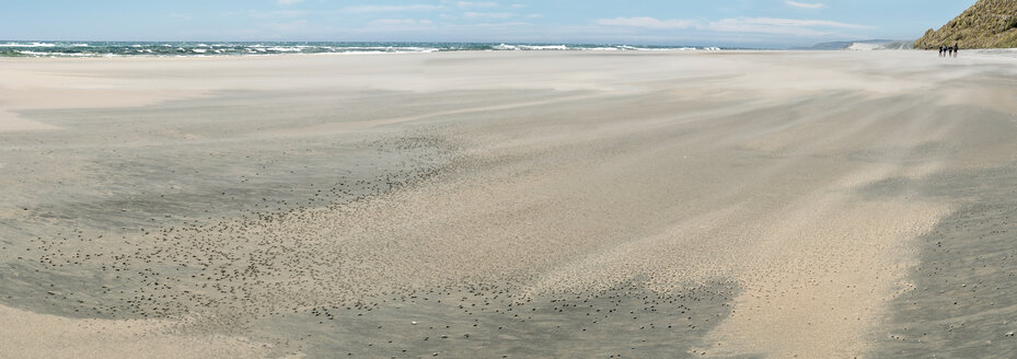 Neuseeland, Südinsel, Tasman, Kahurangi Point, windgepeitschter Strand - SHF001522