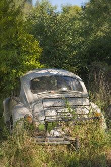 New Zealand, South Island, Nelson, Volkswagen beetle oldtimer overgrown with vegetation in a backyard - SHF001576