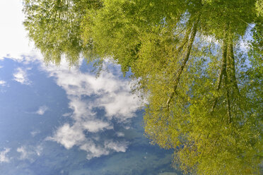 New Zealand, South Island, Nelson, Maitai River, mirror image of trees and clouds in the water - SHF001525