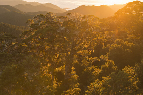 Neuseeland, Südinsel, Tasmanien, Kahurangi-Nationalpark, Kronen eines bergigen Urwaldes im Sonnenaufgang - SHF001530
