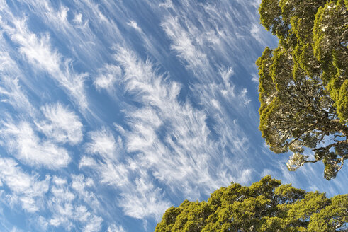 Neuseeland, Südinsel, Tasman, Kahurangi-Nationalpark, Zirruswolken am Himmel und Ast einer alten Südbuche - SHF001533