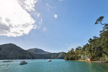 Neuseeland, Südinsel, Marlborough Sounds, Tennyson Inlet, Sounds of Duncan Bay - SHF001543