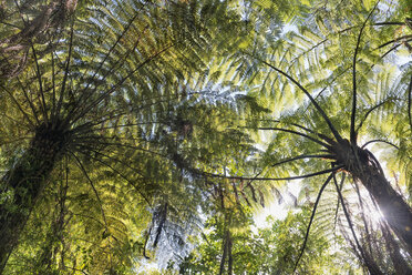 New Zealand, South Island, Marlborough Sounds, Tennyson Inlet, silhouette of fern trees - SHF001547