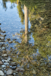 New Zealand, South Island, Marlborough Sounds, Tennyson Inlet, mirror image of a Kahikatea tree in water - SHF001550