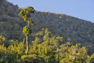 Marlborough Sounds, Tennyson Inlet, einheimischer Wald bei Duncan Bay - SHF001553