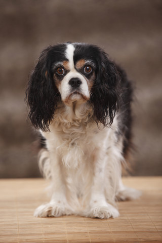 Porträt eines Cavalier King Charles Spaniels, Studioaufnahme, lizenzfreies Stockfoto