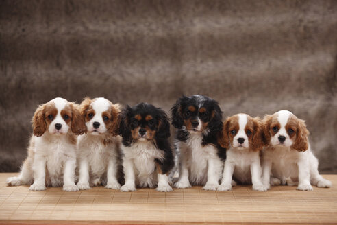 Sechs Cavalier King Charles Spaniel-Welpen in einer Reihe sitzend, Studioaufnahme - HTF000481