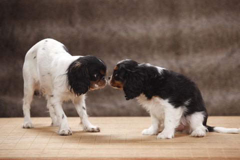 Two Cavalier King Charles spaniel snuffing at each other, studio shot stock photo