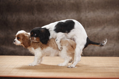 Zwei Cavalier King Charles Spaniel beim Kopulieren, Studioaufnahme - HTF000484