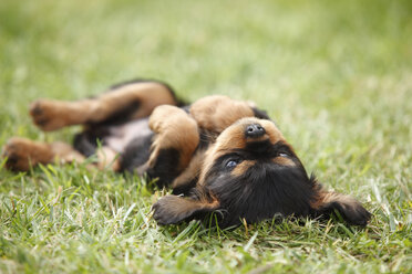 Cavalier King Charles Spaniel Welpe auf dem Rücken liegend auf einer Wiese - HTF000477