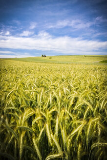 Weizenfeld, Bayern, Deutschland - MAEF008673