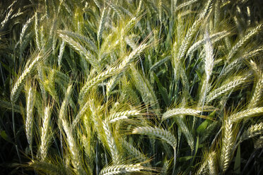 Wheat field, Bavaria, Germany - MAEF008674
