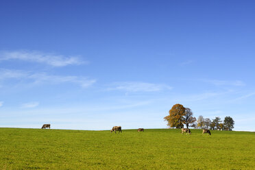 Germany, Bavaria, Upper Bavaria, Muensing, Degerndorf, Cows on meadow, Chapel in the background - LHF000353