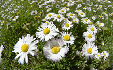 Deutschland, Gänseblümchen, Bellis perennis - LHF000356