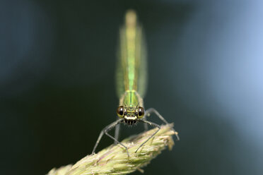 Gebänderte Gemse, Calopteryx splendens, auf Ähre - MJOF000536