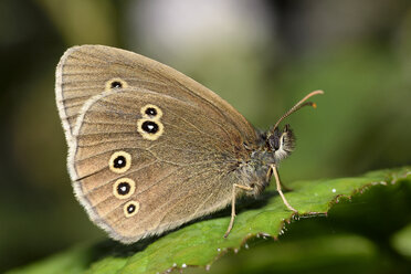 Ringlet, Aphantopus hyperantus, sitting on leaf - MJOF000537