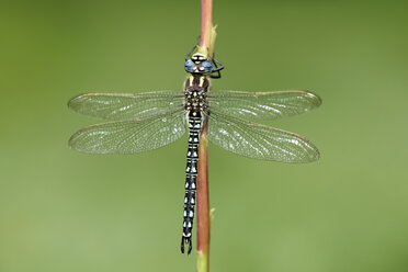 Haarlibelle, Brachytron pratense, am Stiel hängend vor grünem Hintergrund - MJOF000538