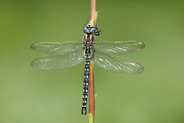 Hairy dragonfly, Brachytron pratense, hanging on stem in front of green background - MJOF000538