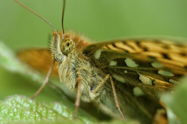 Dunkelgrüner Scheckenfalter, Argynnis aglaja, auf einem Blatt sitzend - MJOF000541