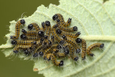 Raupen der Büffelspitzmaus, Phalera bucephala, auf Blatt - MJOF000542