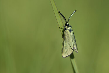 Grüner Förster, Adscita statices, an einem Grashalm hängend - MJOF000544