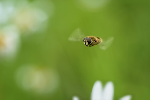 Fliegende Schwebfliege, Eristalix pertenax, lizenzfreies Stockfoto