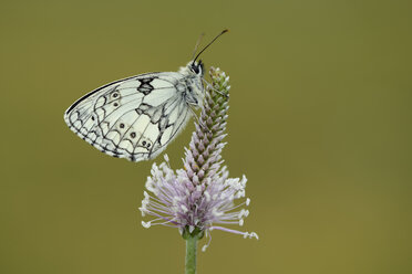 Marmoriertes Weiß, Melanargia galathea, auf Blüte - MJOF000545