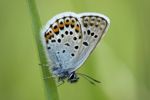 Silberstreifiger Blaustern, Plebejus argus, hängt an einem Grashalm, lizenzfreies Stockfoto