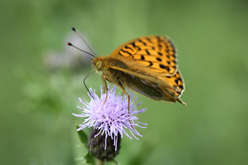 Dunkelgrüner Scheckenfalter, Argynnis aglaja, auf einer Blüte - MJOF000547