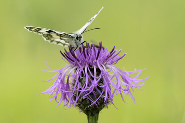 Marmoriertes Weiß, Melanargia galathea, auf violetter Blüte - MJOF000548