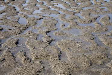 Deutschland, Niedersachsen, Ostfriesland, Nationalpark Niedersächsisches Wattenmeer - WIF000868