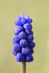 Deutschland, Hessen, Dörnberg, Blüte von Muscari neglectum - SRF000612