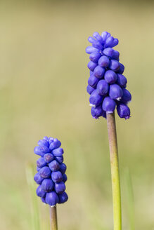 Deutschland, Hessen, Dörnberg, zwei Blüten von Muscari neglectum - SRF000613