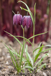 Germany, Hesse, Snake's Head Fritillary, Fritillaria meleagris - SRF000615