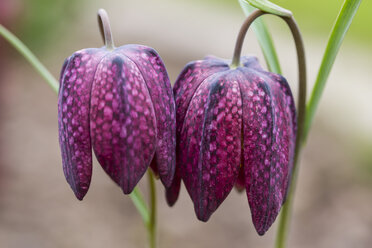 Germany, Hesse, Snake's Head Fritillary, Fritillaria meleagris - SRF000616