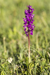 Deutschland, Hessen, Naturpark Meißner, Frühes Purpur-Knabenkraut, Orchis mascula - SRF000618