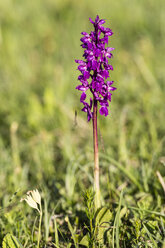 Germany, Hesse, Nature park Meissner, Early Purple Orchid, Orchis mascula - SRF000618