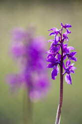 Deutschland, Hessen, Naturpark Meißner, Frühes Purpur-Knabenkraut, Orchis mascula - SRF000619