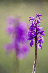 Germany, Hesse, Nature park Meissner, Early Purple Orchid, Orchis mascula - SRF000619