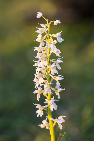 Deutschland, Hessen, Naturpark Meißner, Frühes Purpur-Knabenkraut, Orchis mascula, lizenzfreies Stockfoto