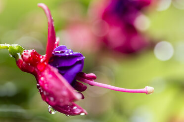 Germany, Fuldabruck, Fuchsia, close up - SRF000621