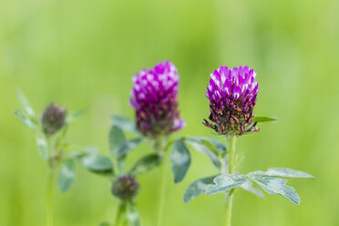 Deutschland, Fuldabruck, Trifolium pratense, Rotklee - SRF000624