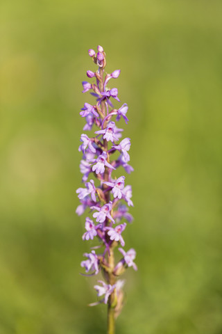 Deutschland, Hessen, Duftendes Knabenkraut, Gymnadenia conopsea, lizenzfreies Stockfoto